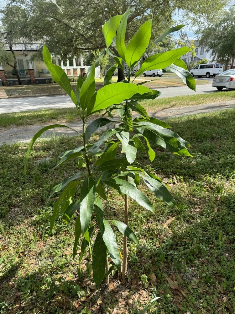Palmer Mango Tree Live Plant - Tropical Fruit Tree for Outdoor Garden - Image 6
