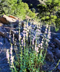 Palmer's Penstemon Flower Seeds - 300 Penstemon Palmeri Seeds, Light Pink - Image 7