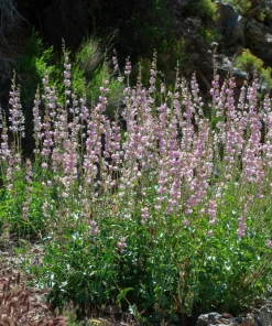 Palmer's Penstemon Flower Seeds - 300 Penstemon Palmeri Seeds, Light Pink - Image 8