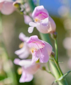 Palmer's Penstemon Flower Seeds - 300 Penstemon Palmeri Seeds, Light Pink - Image 9