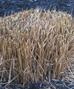 Pampas Grass Live Plant – Ornamental Grass – Set of 3 Starters – 4-8 Inch Tall – Outdoor - Image 2