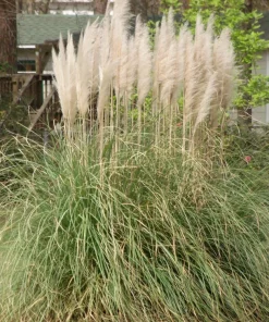 Pampas Grass Live Plant Starters – Set of 3, 4-8 Inch Tall Ornamental Grass - Image 3