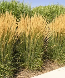 Pampas Grass Live Plant Starters – Set of 3, 4-8 Inch Tall Ornamental Grass - Image 1