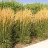 Pampas Grass Live Plant Starters - Set of 3, 4-8 Inch Tall, Ornamental Outdoor - Image 1