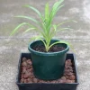 Pandan Plant Live 4-6 Inch – Pandanus Amaryllifolius for Cooking & Home Garden - Image 1