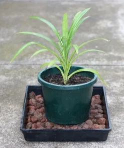 Pandan Plant Live 4-6 Inch – Pandanus Amaryllifolius for Cooking & Home Garden - Image 1
