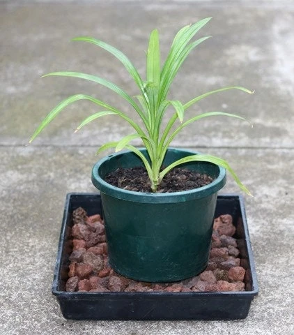 Pandan Plant Live 4-6 Inch – Pandanus Amaryllifolius for Cooking & Home Garden - Image 1