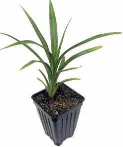 Pandan Plant Live 4-6 Inch – Pandanus Amaryllifolius for Cooking & Home Garden - Image 2