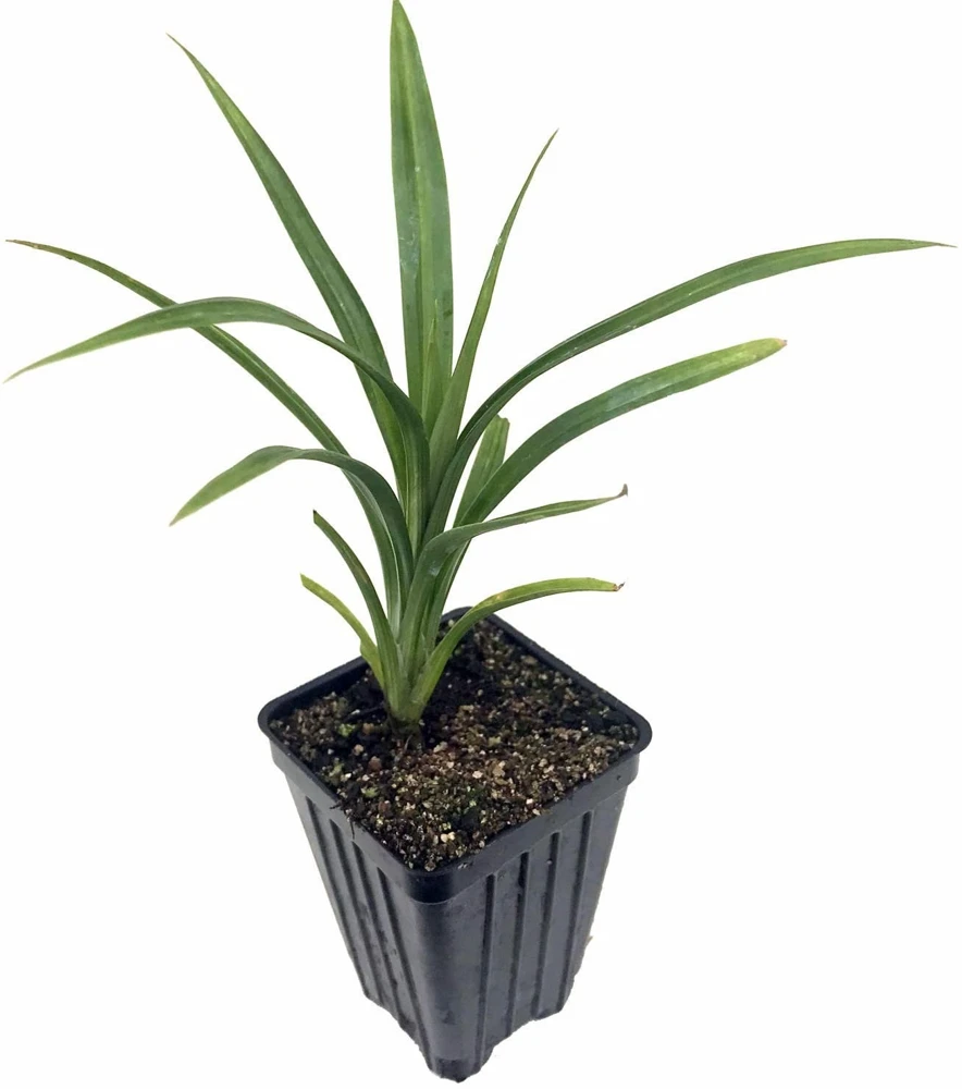 Pandan Plant Live 4-6 Inch – Pandanus Amaryllifolius for Cooking & Home Garden - Image 2