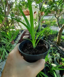 Pandan Plant Live 4-6 Inch – Pandanus Amaryllifolius for Cooking & Home Garden - Image 3