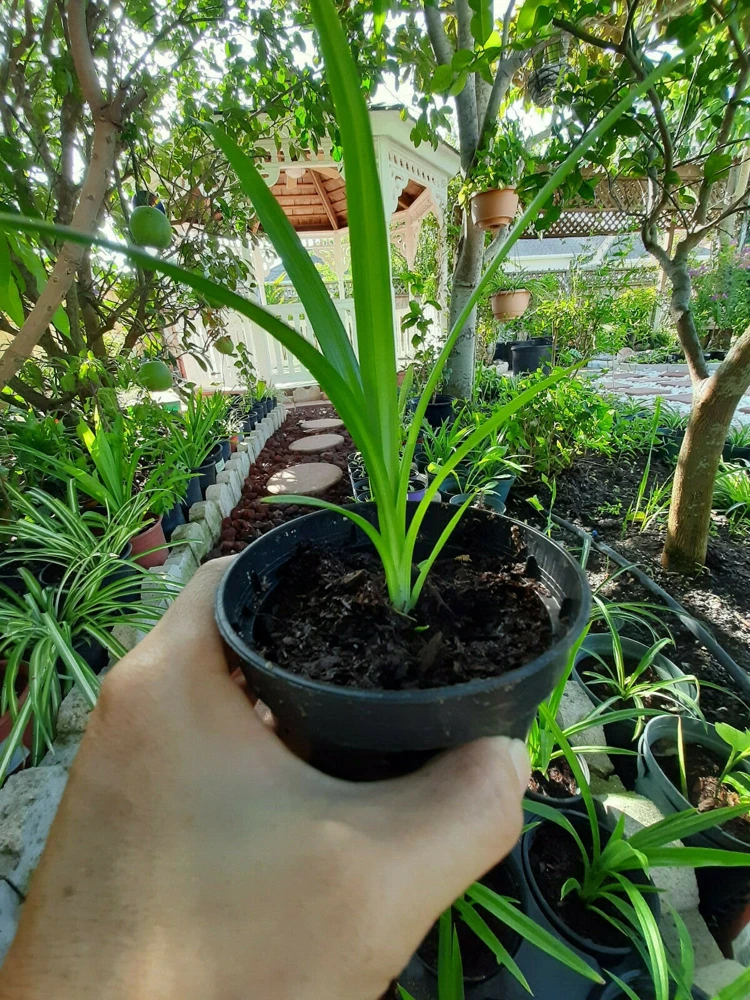 Pandan Plant Live 4-6 Inch – Pandanus Amaryllifolius for Cooking & Home Garden - Image 3