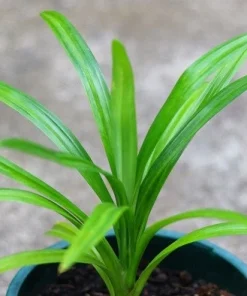 Pandan Plant Live 4-6 Inch – Pandanus Amaryllifolius for Cooking & Home Garden - Image 4
