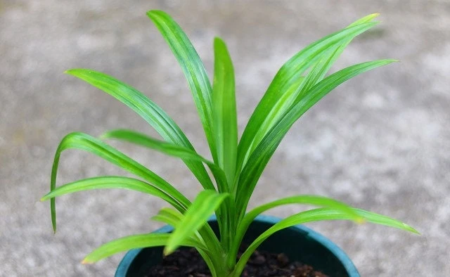 Pandan Plant Live 4-6 Inch – Pandanus Amaryllifolius for Cooking & Home Garden - Image 4