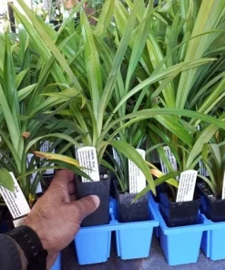 Pandan Plant Live 4-6 Inch – Pandanus Amaryllifolius for Cooking & Home Garden - Image 5