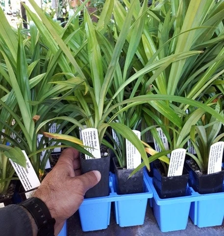 Pandan Plant Live 4-6 Inch – Pandanus Amaryllifolius for Cooking & Home Garden - Image 5