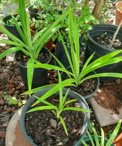 Pandan Plant Live 4-6 Inch – Pandanus Amaryllifolius for Cooking & Home Garden - Image 6