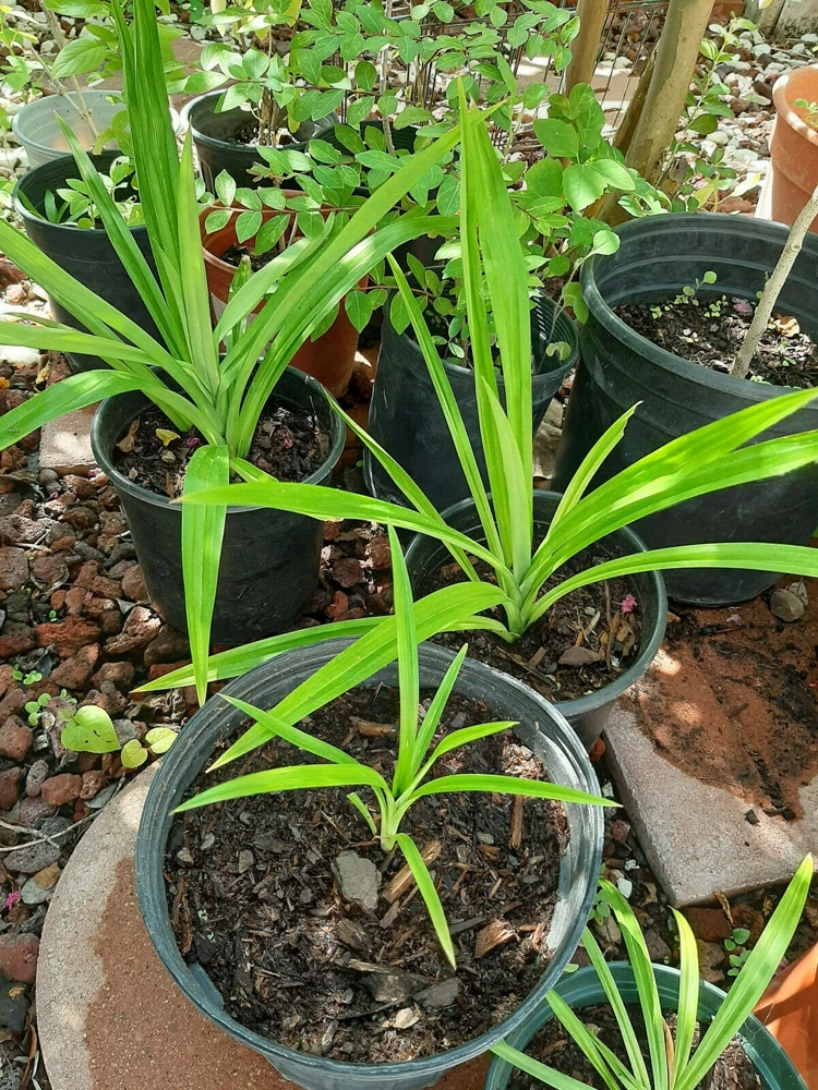 Pandan Plant Live 4-6 Inch – Pandanus Amaryllifolius for Cooking & Home Garden - Image 6