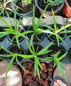 Pandan Plant Live 4-6 Inch – Pandanus Amaryllifolius for Cooking & Home Garden - Image 7