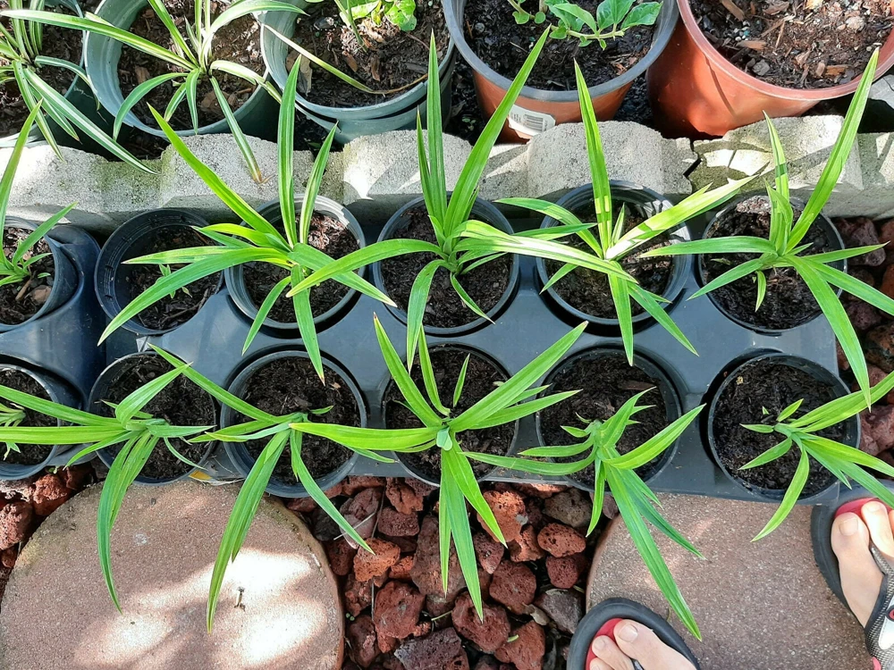 Pandan Plant Live 4-6 Inch – Pandanus Amaryllifolius for Cooking & Home Garden - Image 7