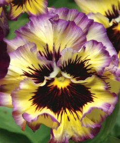 Pansy Lemonberry Frizzle Sizzle Seeds - 25 Ruffled Viola Seeds - Image 2