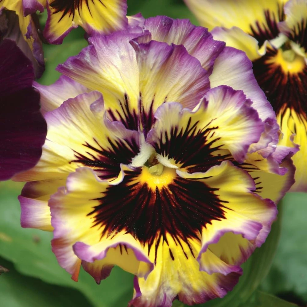 Pansy Lemonberry Frizzle Sizzle Seeds - 25 Ruffled Viola Seeds - Image 2
