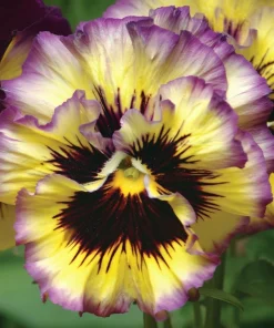 Pansy Lemonberry Frizzle Sizzle Seeds - 25 Ruffled Viola Seeds - Image 3