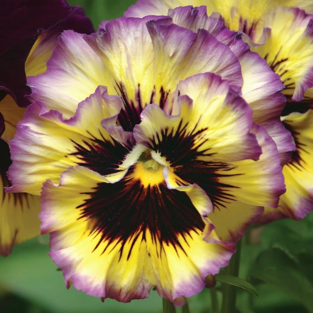 Pansy Lemonberry Frizzle Sizzle Seeds - 25 Ruffled Viola Seeds - Image 3