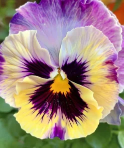 Pansy Lemonberry Frizzle Sizzle Seeds - 25 Ruffled Viola Seeds - Image 4