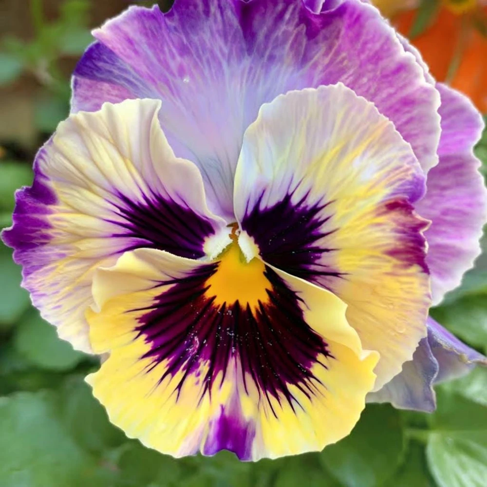 Pansy Lemonberry Frizzle Sizzle Seeds - 25 Ruffled Viola Seeds - Image 4