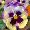 Pansy Lemonberry Frizzle Sizzle Seeds - 25 Ruffled Viola Seeds - Image 1