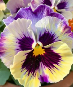 Pansy Lemonberry Frizzle Sizzle Seeds - 25 Ruffled Viola Seeds - Image 1