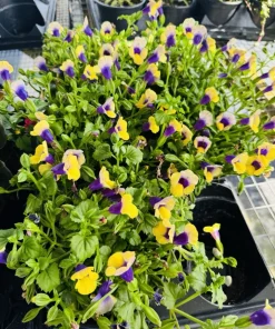 Pansy Live Plant – Colorful Cool Season Flower for Garden Beds & Containers - Image 2