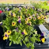 Pansy Live Plant – Colorful Cool Season Flower for Garden Beds & Containers - Image 1