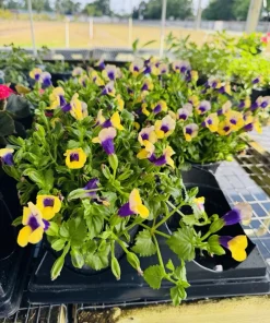 Pansy Live Plant – Colorful Cool Season Flower for Garden Beds & Containers - Image 1