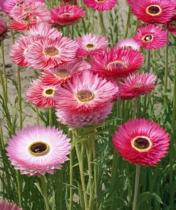 Paper Daisy Seeds - 500 Count - Helipterum roseum for Everlasting Blooms - Image 2