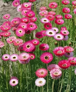 Paper Daisy Seeds - 500 Count - Helipterum roseum for Everlasting Blooms - Image 3