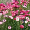 Paper Daisy Seeds - 500 Count - Helipterum roseum for Everlasting Blooms - Image 1