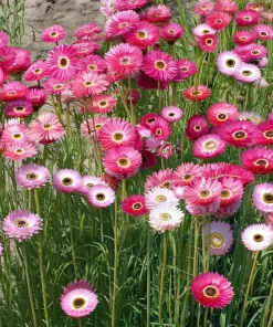 Paper Daisy Seeds - 500 Count - Helipterum roseum for Everlasting Blooms - Image 1