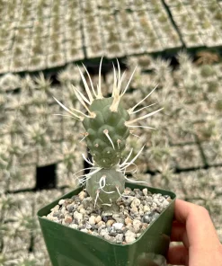 Paper Spine Cactus Live Plant - Tephrocactus Articulatus - 3 inch Pot - Image 2