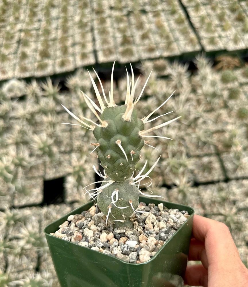 Paper Spine Cactus Live Plant - Tephrocactus Articulatus - 3 inch Pot - Image 2