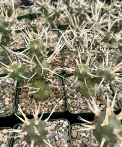 Paper Spine Cactus Live Plant - Tephrocactus Articulatus - 3 inch Pot - Image 3
