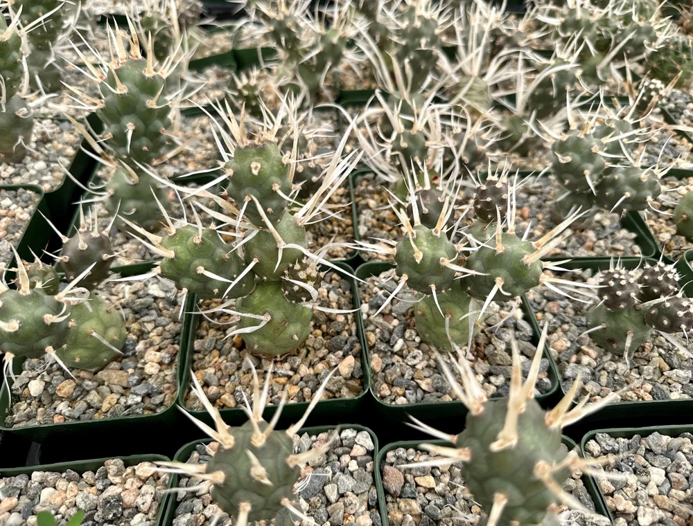 Paper Spine Cactus Live Plant - Tephrocactus Articulatus - 3 inch Pot - Image 3