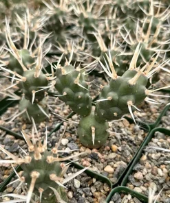 Paper Spine Cactus Live Plant - Tephrocactus Articulatus - 3 inch Pot - Image 4
