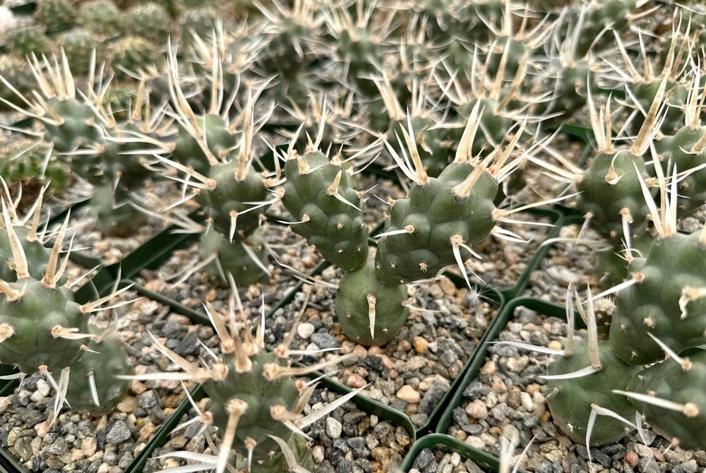 Paper Spine Cactus Live Plant - Tephrocactus Articulatus - 3 inch Pot - Image 4
