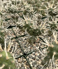 Paper Spine Cactus Live Plant - Tephrocactus Articulatus - 3 inch Pot - Image 5