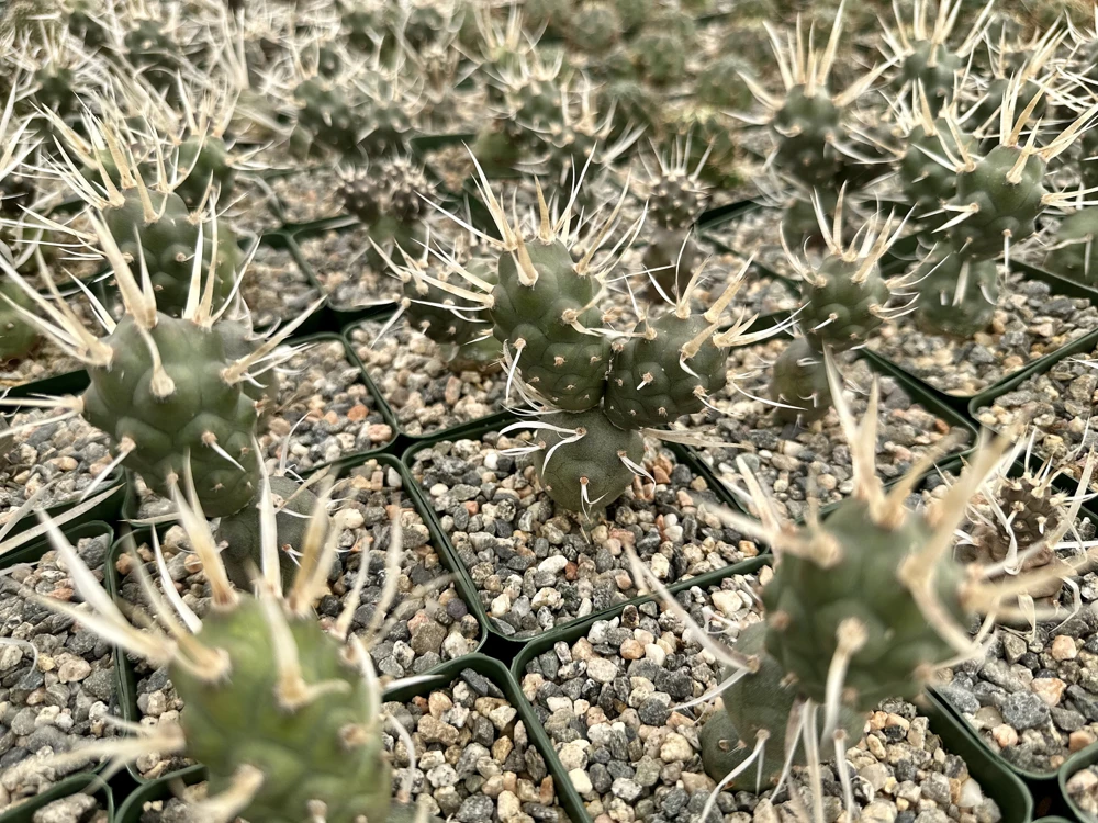 Paper Spine Cactus Live Plant - Tephrocactus Articulatus - 3 inch Pot - Image 5