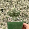 Paper Spine Cactus Live Plant - Tephrocactus Articulatus - 3 inch Pot - Image 1