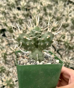 Paper Spine Cactus Live Plant - Tephrocactus Articulatus - 3 inch Pot - Image 1