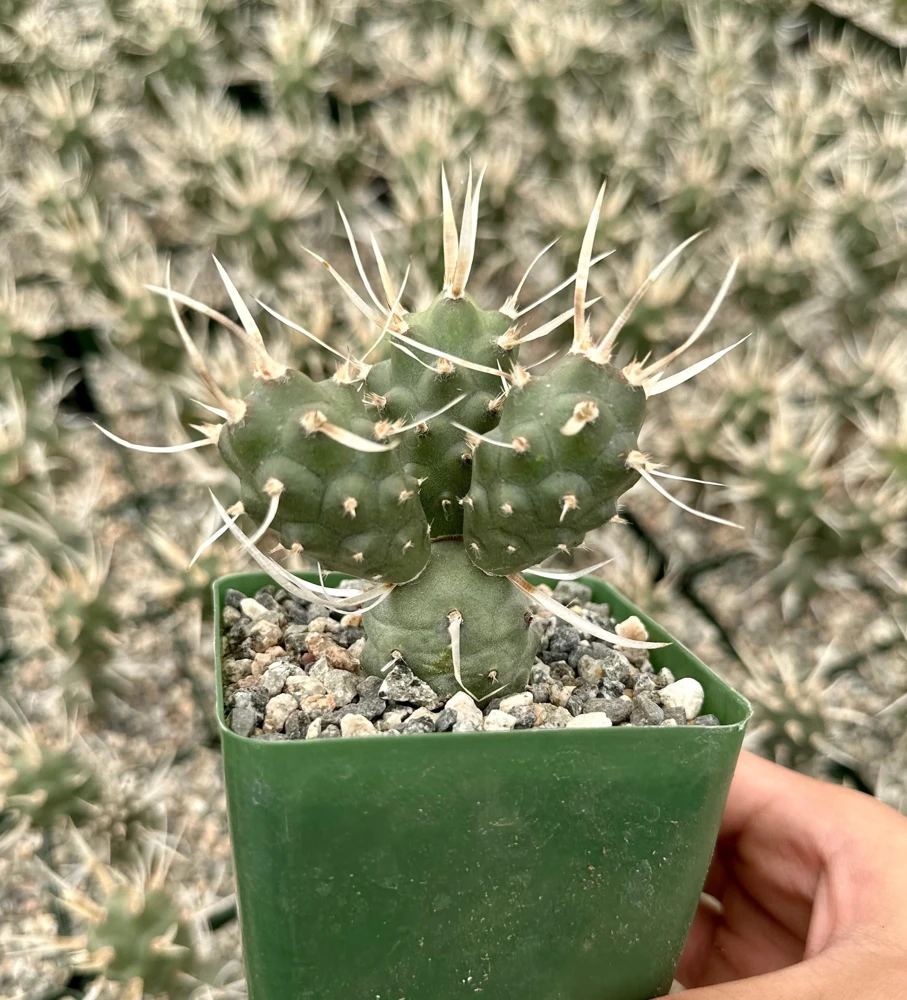 Paper Spine Cactus Live Plant - Tephrocactus Articulatus - 3 inch Pot - Image 1