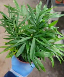 Parlor Palm – Chamaedorea Elegans Live Plant – Indoor – 2in & 4in Pot - Image 2